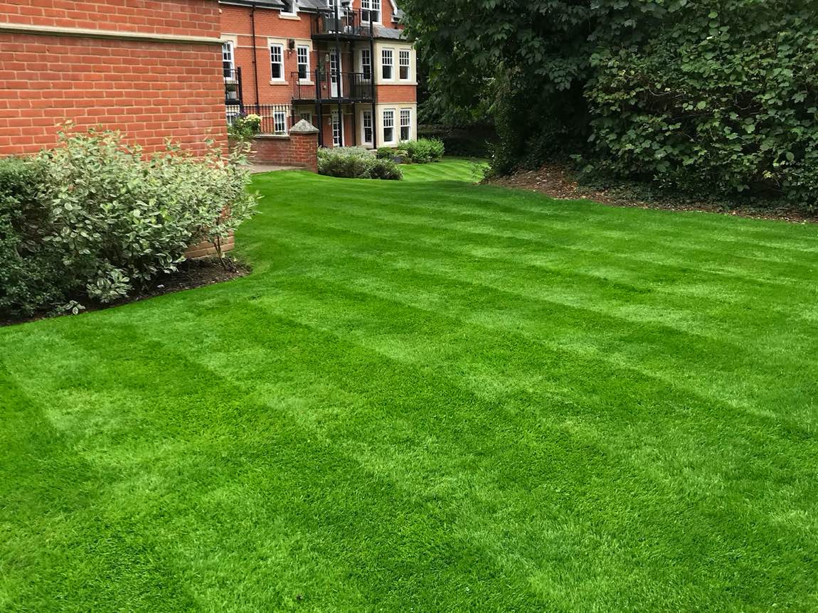 Westlecot House 6 stunning thick lawn bright green lawn with stripes
